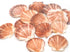 buy orange and pink scallop seashells
